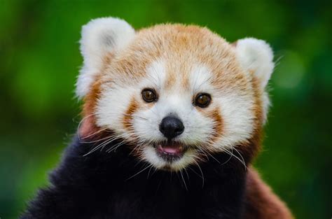 panda roux|Red panda